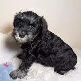 ミニチュアシュナウザー【岐阜県・男の子・2025年9月26日・ブラック&シルバー】の写真5