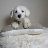 ミニチュアシュナウザー【岐阜県・男の子・2025年9月28日・ホワイト】の写真4