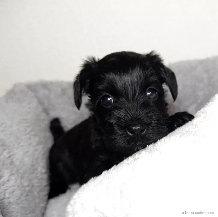 ID：2510-06637の子犬