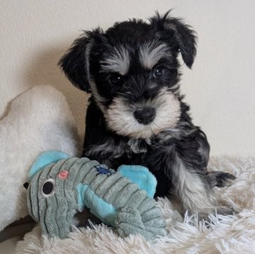 ミニチュアシュナウザー【岐阜県・男の子・2025年9月28日・ブラック&シルバー】の写真「白黒ハッキリとしたブラック＆シルバー」