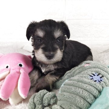 ブラック＆シルバーのミニチュアシュナウザーの子犬を探す