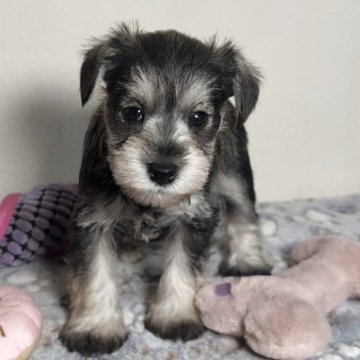 ミニチュアシュナウザー【岐阜県・女の子・2025年9月28日・ソルト&ペッパー】の写真「元気いっぱいな女の子」