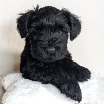 ミニチュアシュナウザー【岐阜県・男の子・2025年9月26日・ブラック】の写真「綺麗なブラックの男の子」