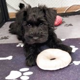 ミニチュアシュナウザー