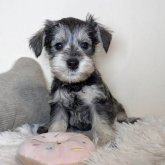 ミニチュアシュナウザー