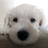 ミニチュアシュナウザー