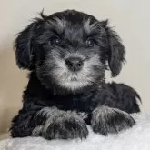 ミニチュアシュナウザー【岐阜県・男の子・2025年9月26日・ブラック&シルバー】の写真1