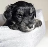 ミニチュアシュナウザー【岐阜県・男の子・2025年9月26日・ブラック&シルバー】の写真8