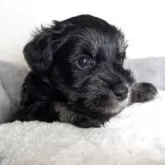 ミニチュアシュナウザー【岐阜県・男の子・2025年9月26日・ブラック&シルバー】の写真10