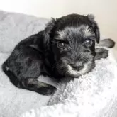 ミニチュアシュナウザー【岐阜県・男の子・2025年9月26日・ブラック&シルバー】の写真5