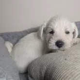 ミニチュアシュナウザー【岐阜県・男の子・2025年9月28日・ホワイト】の写真12