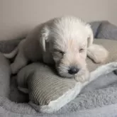 ミニチュアシュナウザー【岐阜県・男の子・2025年9月28日・ホワイト】の写真14