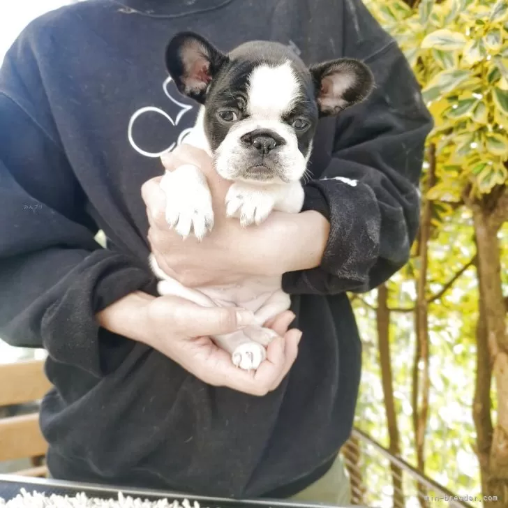 フレンチブルドッグ【東京都・女の子・2025年10月20日・パイド】の写真1「顔の大きさ、ボディバランス、ショーブリードから生まれたこのコの犬質は将来楽しみです。」