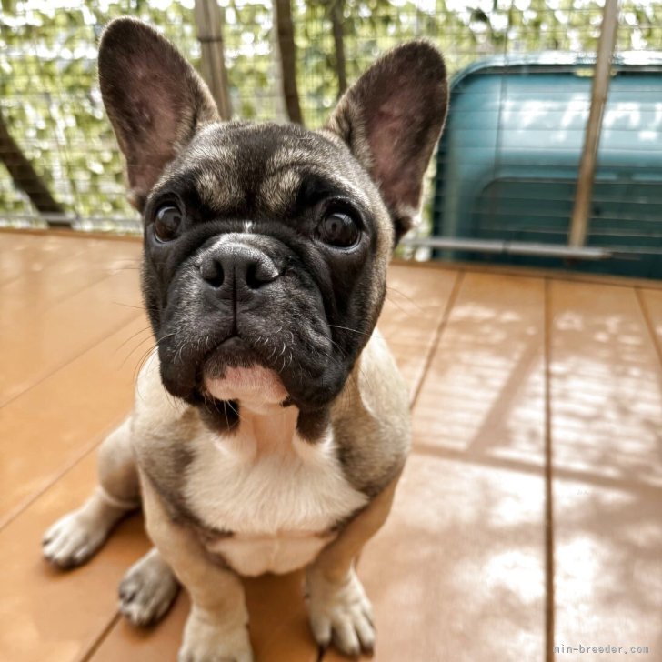 ブリーダー画像