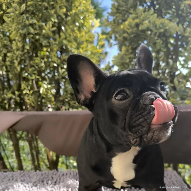 ID:2406-03169の子犬