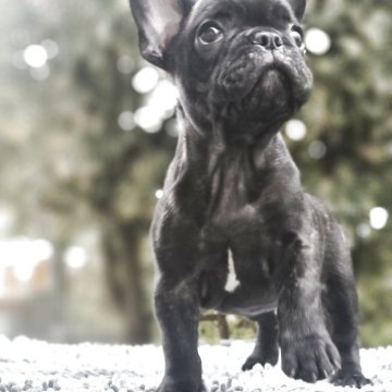 フレンチブルドッグ【東京都・男の子・2025年8月6日・ブリンドル】の写真「✨犬質、この月例でこの価格？？✨」