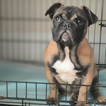 フレンチブルドッグ【東京都・男の子・2025年6月3日・レッドフォーン】の写真「色素！カラー！犬質！最優秀！」