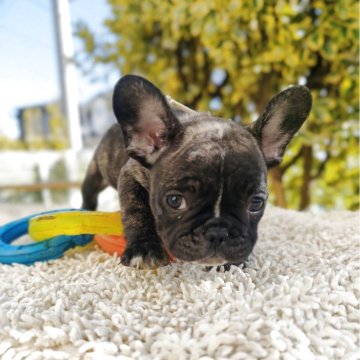 フレンチブルドッグ【東京都・男の子・2025年10月20日・タイガーブリンドル】の写真「1番謹製バランスの取れたイケワン男子〜♪」