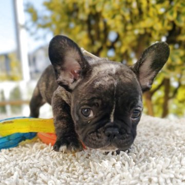 フレンチブルドッグ【東京都・男の子・2025年10月20日・タイガーブリンドル】の写真「1番謹製バランスの取れたイケワン男子〜♪」