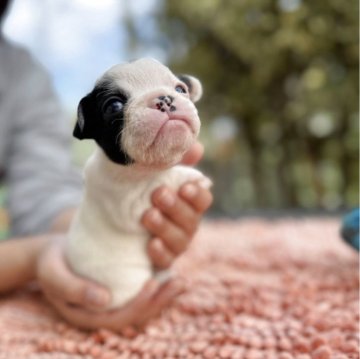 フレンチブルドッグ【東京都・女の子・2025年10月20日・パイド】の写真「ブルドッグ顔に近い小ぶりな女子♪」