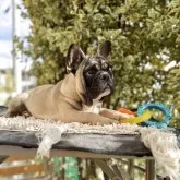 フレンチブルドッグ