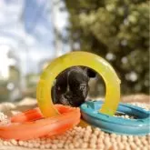 フレンチブルドッグ