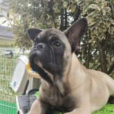 フレンチブルドッグ