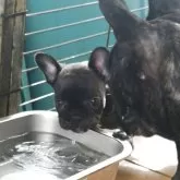 フレンチブルドッグ