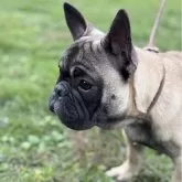 フレンチブルドッグ