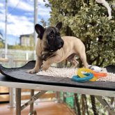 フレンチブルドッグ