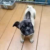フレンチブルドッグ