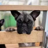 フレンチブルドッグ