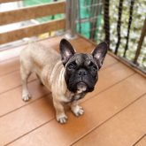 フレンチブルドッグ
