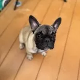 フレンチブルドッグ【東京都・男の子・2025年6月3日・フォーン】の写真2「5ヶ月になりました。間延び期に入りましたがこれから体高が下がりガッチリと立派になっていきます。」
