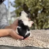 フレンチブルドッグ【東京都・女の子・2025年10月20日・パイド】の写真5「濃淡ハッキリしてるので写真かなり映えます！」