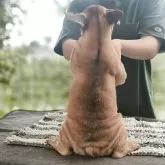 フレンチブルドッグ【東京都・男の子・2025年6月3日・レッドフォーン】の写真5「うちの犬舎は健康、カワイイ、スタンダードに拘っています。」
