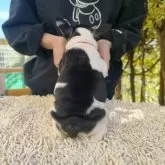 フレンチブルドッグ【東京都・女の子・2025年10月20日・パイド】の写真9「黒多めのムチコロちゃん」