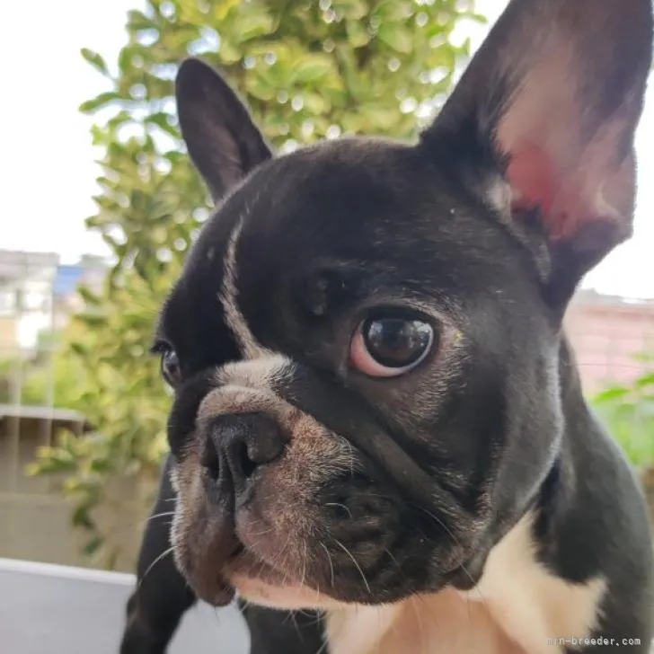 らいむ 様のお迎えした子犬