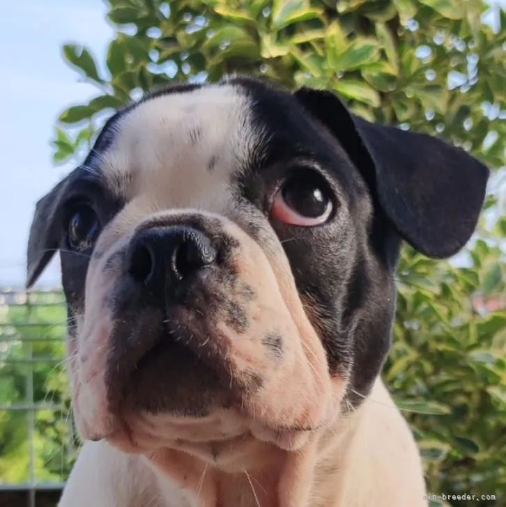 ID：2206-03282の子犬