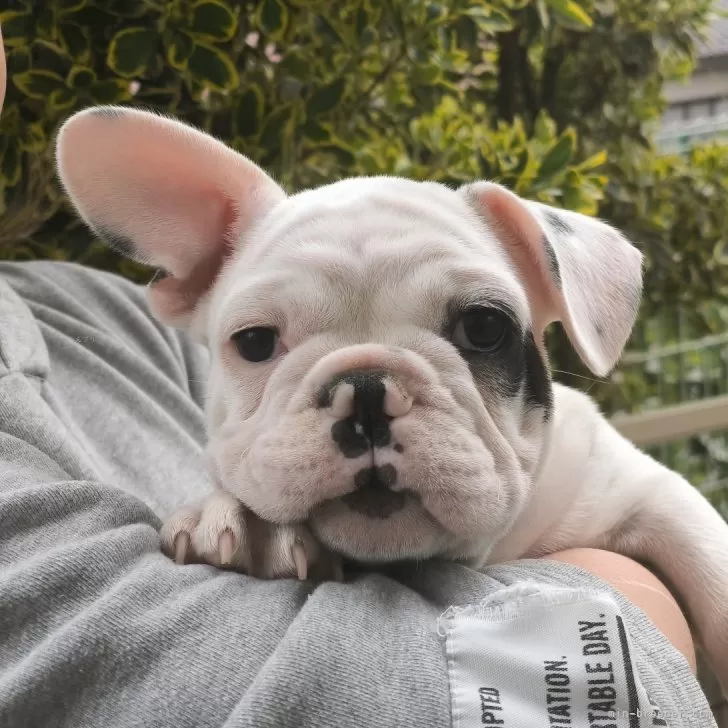 ID：2402-00673の子犬