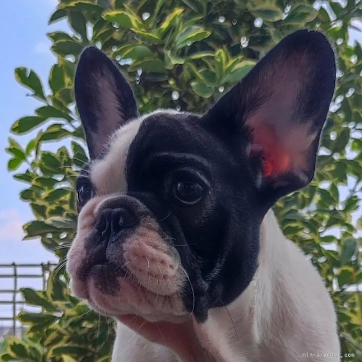 meilily 様のお迎えした子犬