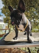 フレンチブルドッグ【・女の子・2024年6月24日・ブリンドル】「ミッシーの母犬がパイドの為、マルチカラーが期待できます。」