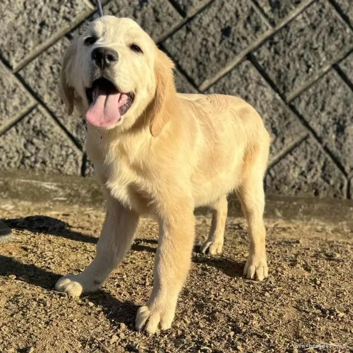 ID：2408-07853の子犬
