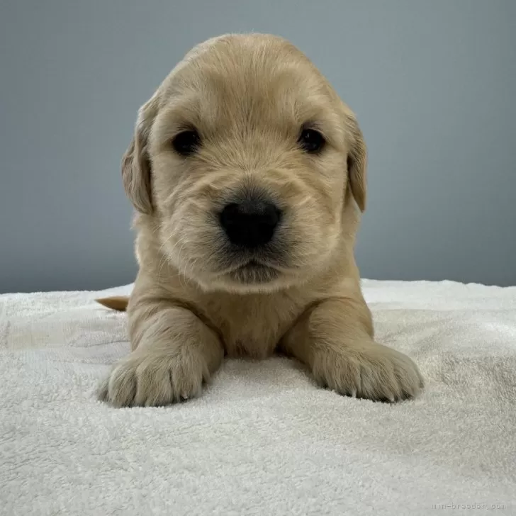 レオン 様のお迎えした子犬