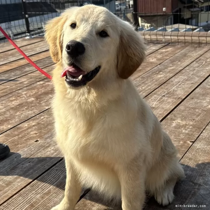 ID:2408-07856の子犬