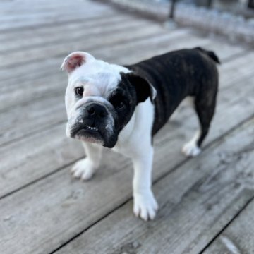 ブルドッグ【岡山県・男の子・2025年4月21日・ブリンドルアンドホワイト】の写真「JKC CH 直子！」