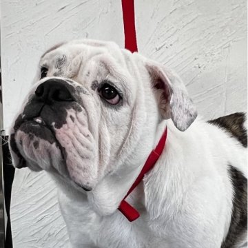 ブルドッグ【岡山県・男の子・2025年4月21日・ホワイトアンドブリンドル】の写真「JKC🇯🇵 CH直子」