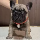 フレンチブルドッグ
