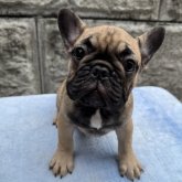 フレンチブルドッグ