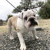 ブルドッグ